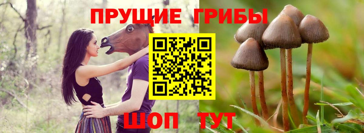 Псилоцибиновые грибы GOLDEN TEACHER Рубцовск
